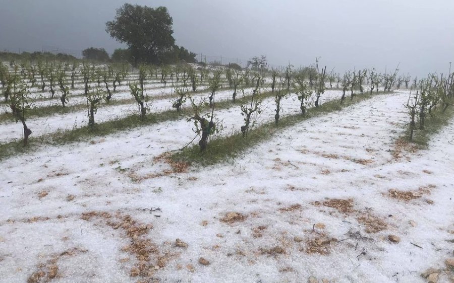 Μπαζίγος και Μαρκαντωνάτος για τις μεγάλες καταστροφές στους αμπελώνες post thumbnail image